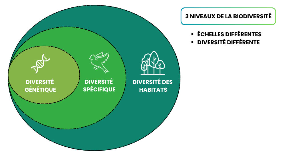 Niveaux de biodiversité diversité des habité, diversité spécifique et diversité génétique qui traduisent les niveaux de biodiversité